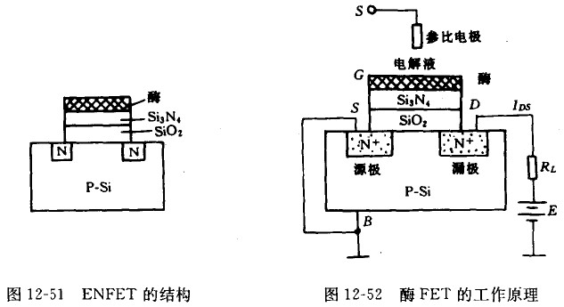 酶场效应晶体管的结构